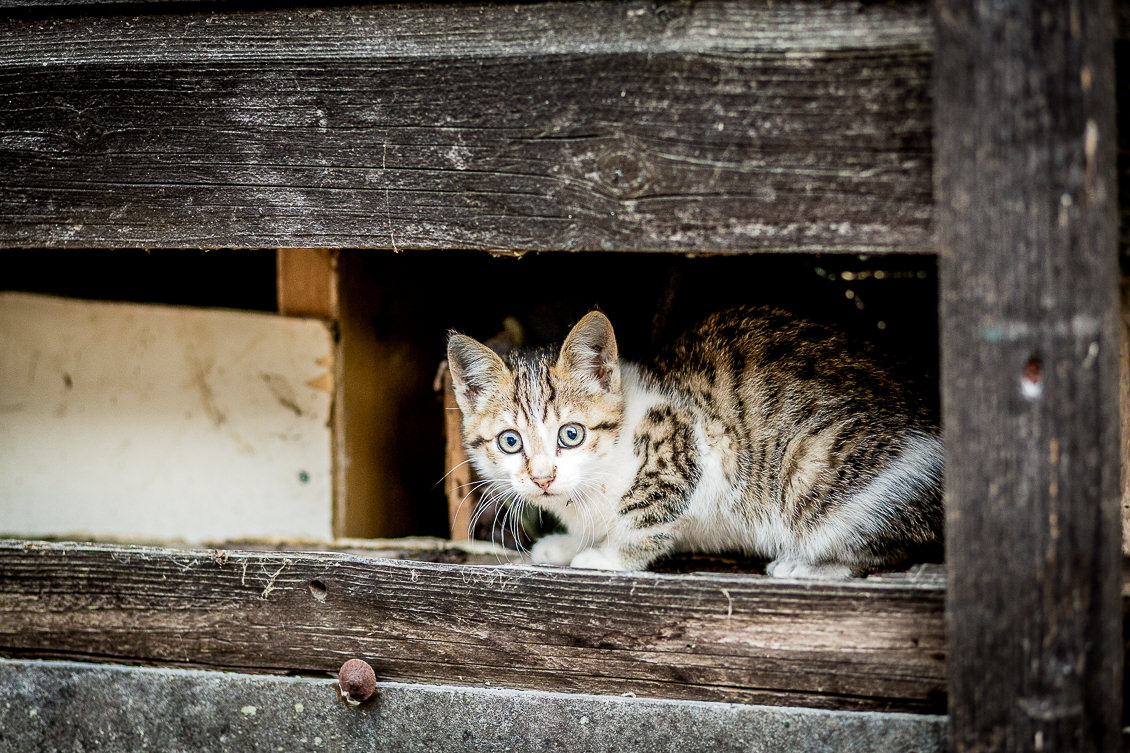 Bruidsfotografie Scherpenzeel